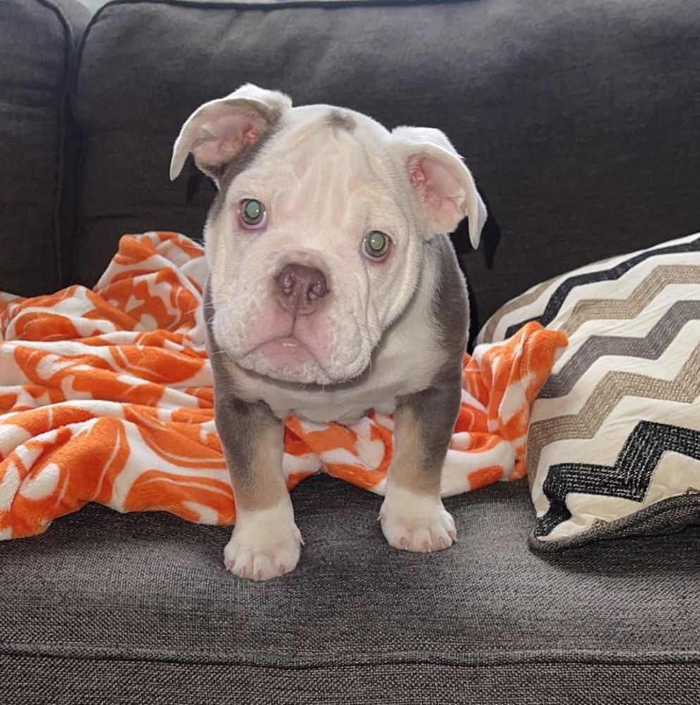 Meet your Posher, Frank